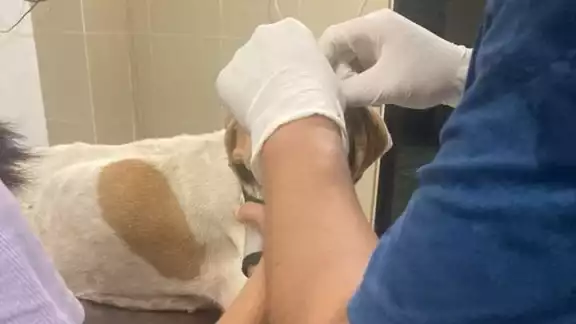 Habitantes de Mocochá encontraron al animal con una herida de machete en la cabeza Habitantes de Mocochá encontraron al animal con una herida de machete en la cabeza