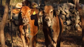 Detectan 22 nuevos casos de gusano barrenador en Yucatán, en su mayoría en Mérida