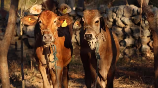 Exhortan a reforzar la revisión de animales ante casos de gusano barrenador