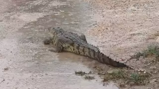 Por las lluvias, cocodrilos y serpientes  invaden casas en el Oriente de Yucatán