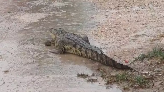 Un cocodrilo deambulaba cerca de las casas en Río Lagartos Un cocodrilo deambulaba cerca de las casas en Río Lagartos