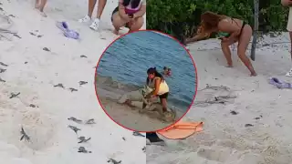 Algunas mascotas intentaron atacar a las crías de tortuga