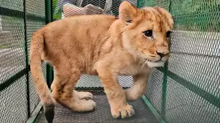 Entre los ejemplares asegurados se encontraba una cría de león