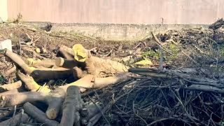 Trabajadores del IMSS de Cancún denuncian tala inmoderada en área verde