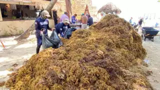 Mil toneladas de sargazo recalaron en las playas de Playa del Carmen