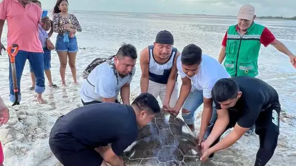 Isleños se percataron de la presencia de la tortuga, que no podía regresar al mar