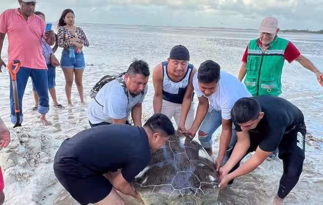 Isleños se percataron de la presencia de la tortuga, que no podía regresar al mar
