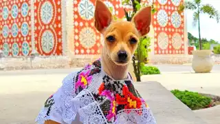 La lomita es originaria de Uayma