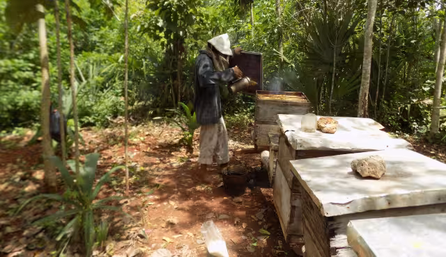 Apicultores del Sur del estado enfrentan una crisis por el ataque de animales a sus panales