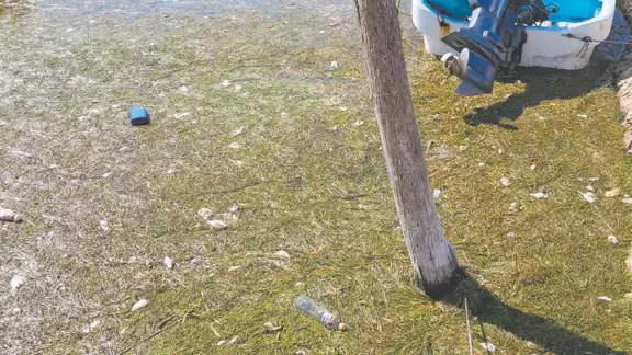 Habitantes comentaron que algunos especímenes arribaron entre los puertos, mezclados con sedimento marino, luego de las precipitaciones pluviales