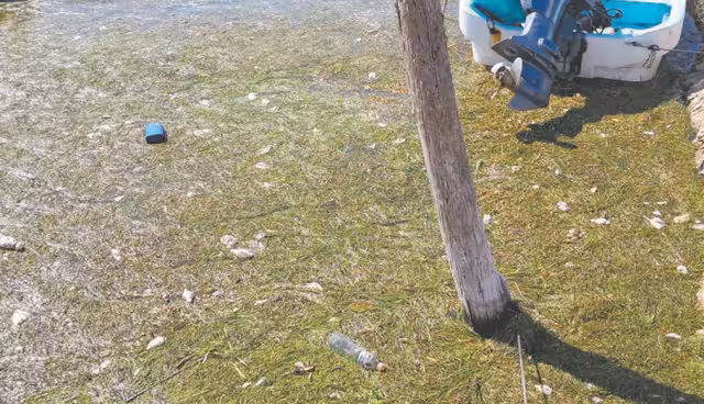 Habitantes comentaron que algunos especímenes arribaron entre los puertos, mezclados con sedimento marino, luego de las precipitaciones pluviales