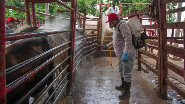 En la última semana se detectaron 57 nuevos casos de la miasis