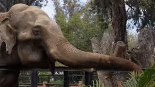 Así lucía el elefante que habitaba en el zoológico Centenario de Mérida: FOTOS