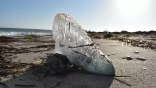 Frente Frío 14 causa recale de medusas venenosas en la costa de Yucatán 