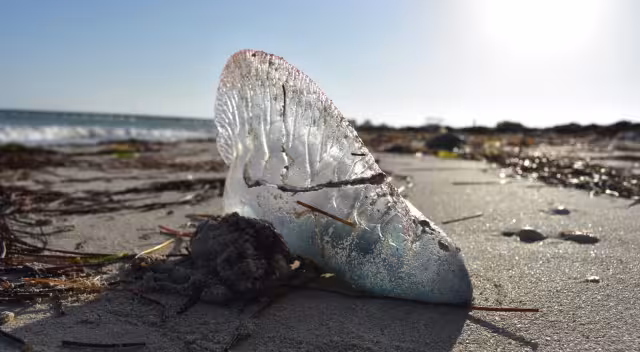 Las falsas medusas pueden causar dolorosas picaduras, por lo que se pide a la gente no tocarlas