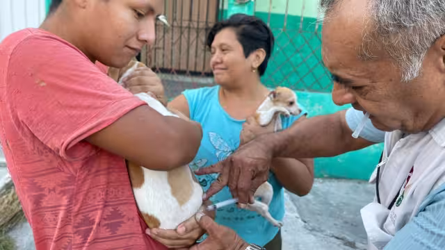 Campeche se mantiene libre de rabia, informa la Secretaría de Salud estatal.