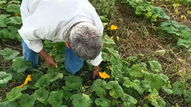 Parcelarios lamentan que sus cosechas no estén dando frutos debido a la llegada de frentes fríos