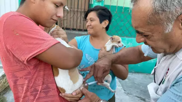 Campeche se mantiene libre de rabia, informa la Secretaría de Salud estatal.