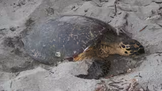 Van nueve denuncias ambientales   por saqueo de tortugas en Campeche