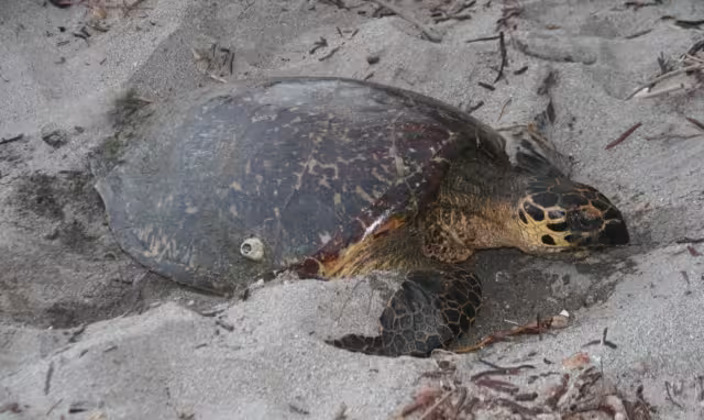 Delitos ambientales en Campeche sin desglose por especie