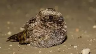 El pujuy prestó su bello plumaje al pavo real