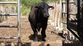 Suman mil 598 casos de gusano barrenador en Yucatán; 42 permanecen activos