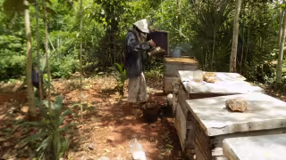 “Ahora estamos en crisis”: Bajas temperaturas retrasan la temporada de extracción de miel en Peto