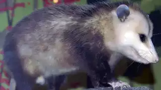 En territorio yucateco las zarigüeyas se reproducen en tres temporadas distintas