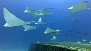 Turismo de buceo: entre naufragios y rayas águila
