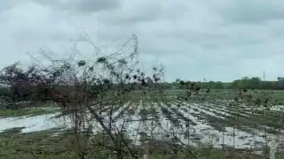 Cañeros piden 50 MDP de indemnización por pérdida de caña