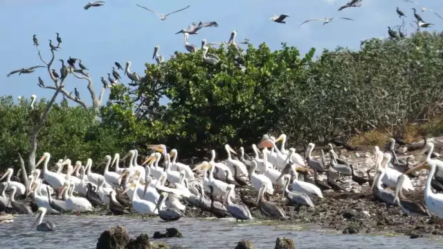Son miles de aves las que llegan a Isla Cerritos cada año