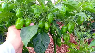 El chile habanero destaca como parte esencial de la gastronomía yucateca