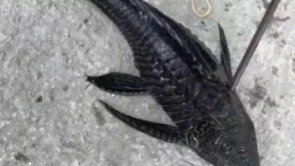 Se confirmó la presencia del pez diablo en la laguna de Bacalar. Se confirmó la presencia del pez diablo en la laguna de Bacalar.
