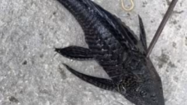 Se confirmó la presencia del pez diablo en la laguna de Bacalar.