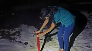 Planean  campañas para concientizar sobre la conservación de la tortuga marina en Cozumel