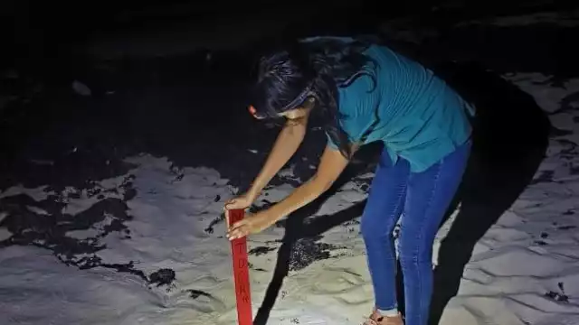 El marcaje de nidos se llevará a cabo en el horario matutino de 7:00 a 10:00 horas