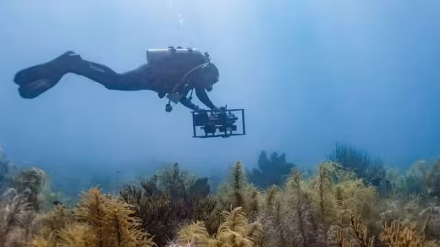 Los arrecifes ocupan menos del uno por ciento de los océanos, pero son primordiales para varias especies