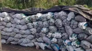  Campesinos de Campeche denuncian tala de árboles protegidos en la selva local   