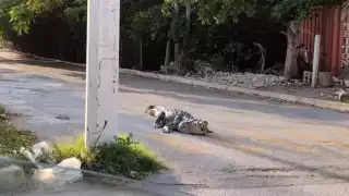 Los reptiles de gran tamaño han sido vistos cerca de la ciénega