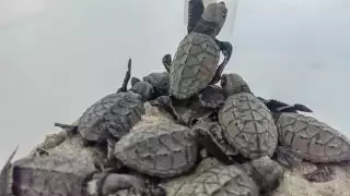 Activistas y rescatistas de quelonios indican que las redes son peligrosas para los ejemplares