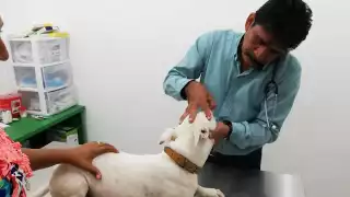 Autoridades locales ratifican nuevo reporte de larvas de gusano barrenador en un canino