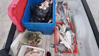 Se encontró mero y caracol blanco, especies en temporada de veda