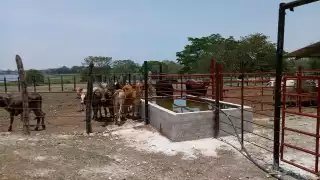 Sequía, alerta a ganaderos de Ciudad del Carmen 