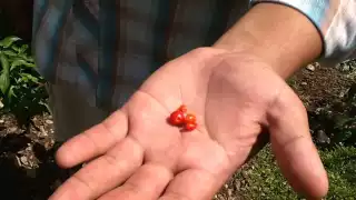 El chile maax está amenazado por la deforestación y el crecimiento desmedido de la población