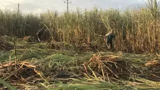 Trabajadores consideraron que el éxito de la próxima cosecha en el sur dependerá de reactivar el mercado naciona