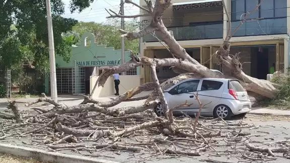 Usuarios difundieron imágenes del árbol sobre el auto en la avenida Mérida 2000 Usuarios difundieron imágenes del árbol sobre el auto en la avenida Mérida 2000