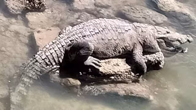 El cocodrilo fue devuelto a su hábitat