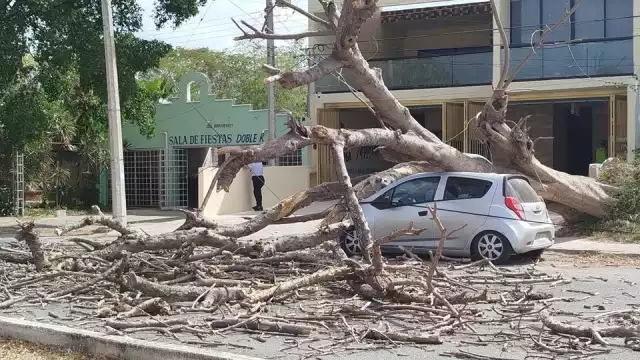 Usuarios difundieron imágenes del árbol sobre el auto en la avenida Mérida 2000