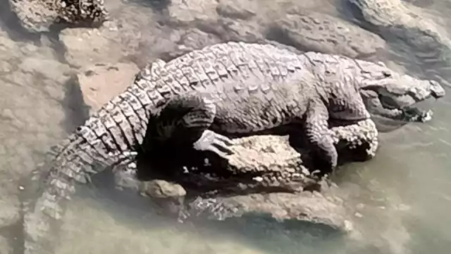 El cocodrilo fue devuelto a su hábitat