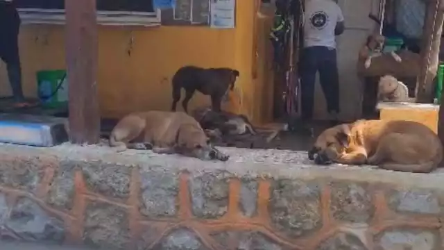 Refugio de mascotas en Holbox pide ayuda a la comunidad por escasez de recursos